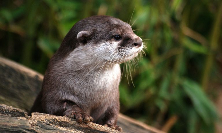 Here’s Why You Don’t Mess With Adorable Otters