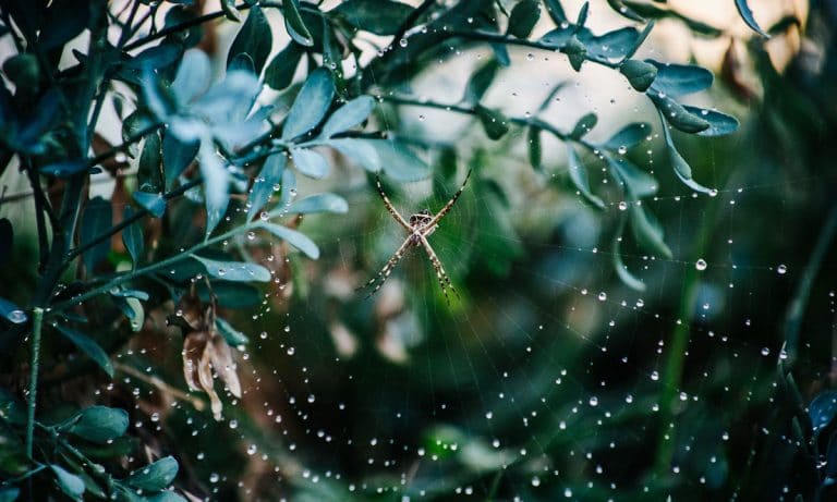 What Happened When NASA Gave Spiders Marijuana?