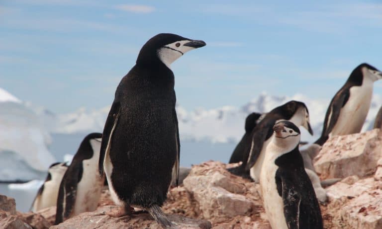 Timmy The Naughty Penguin Has Had Enough