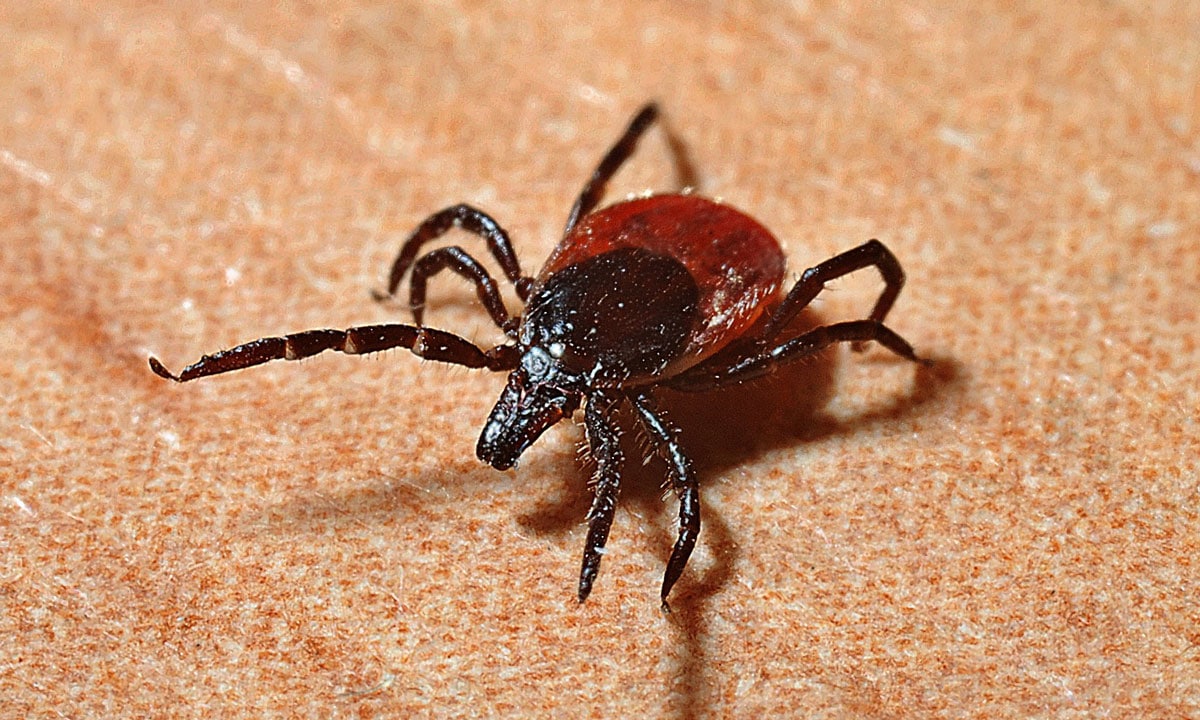 Lyme Disease