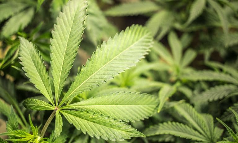 Interesting Everyday Uses For Those Marijuana Fan Leaves