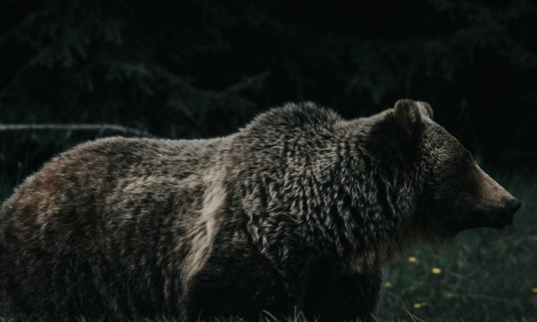 A Bear Broke Into This Family’s SUV And Took It For A Ride