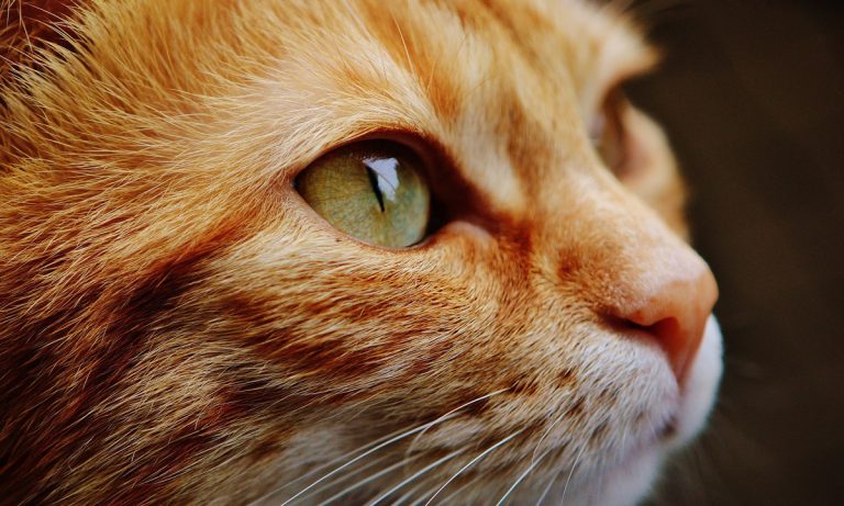 Kittens Inherit $300,000 Fortune From Late Bronx Widow