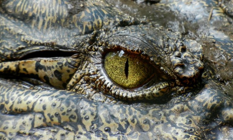 Continued Flooding In Texas Could Let 350 Gators Loose