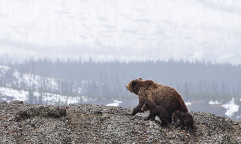 Alaskan Grizzly Bears Are Going Vegetarian For This Surprising Reason