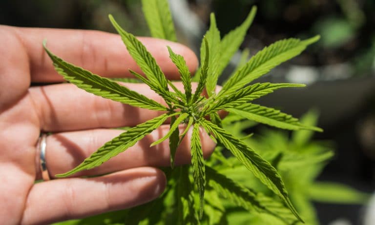 How To Use Cannabis Roots And Why You’ll Love Them