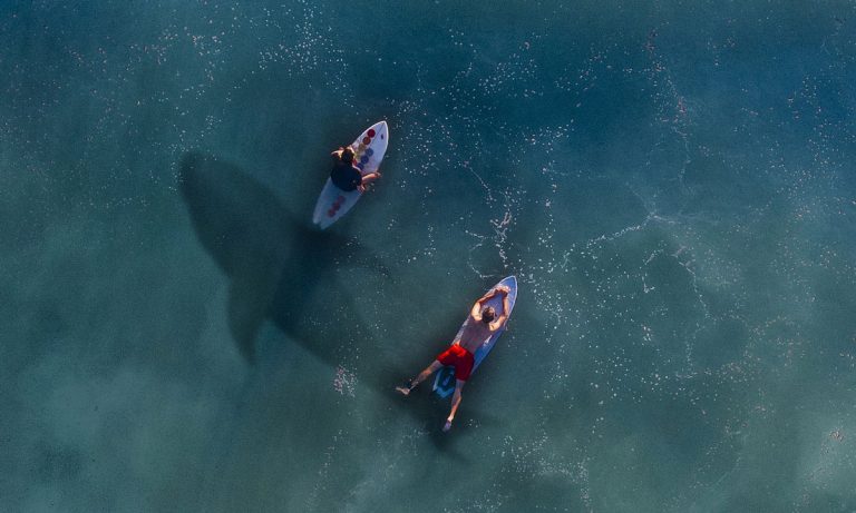 How To Prevent A Shark Attack Before You Jump In The Water