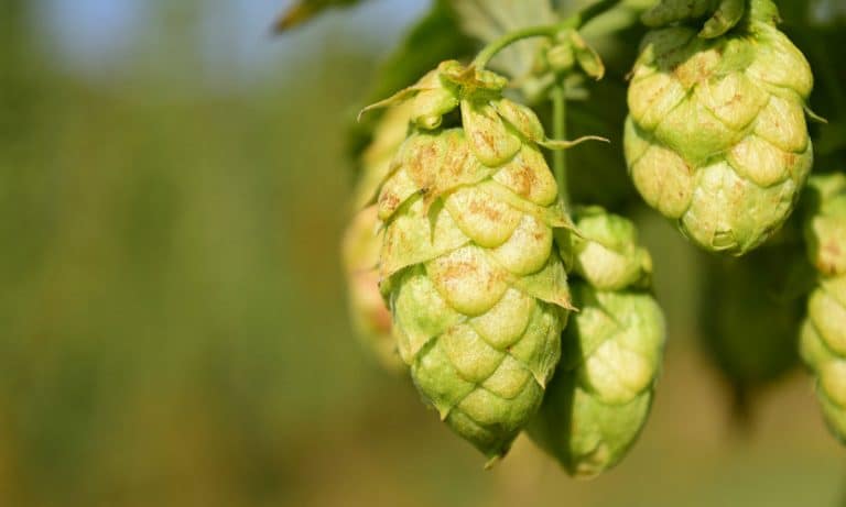 If You Like Skunky Beer, You’ll Love SuperCritical