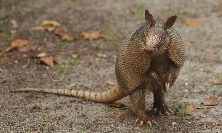 This Guy Tried To Shoot An Armadillo—And It Shot Back