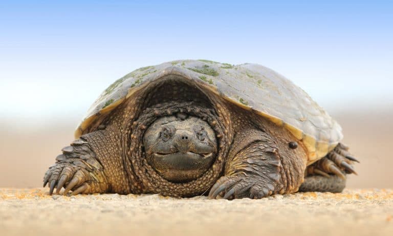 Tortoise Saved Because Owner Gave Mouth-To-Snout