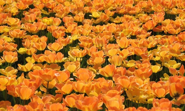 Prince’s Sister Says His Favorite Color Was Orange