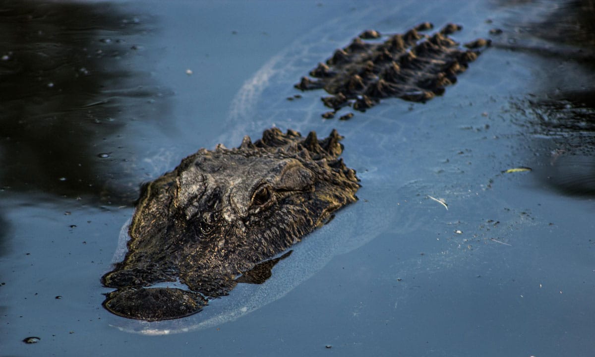 Zoo Worker Ends Up Dead After Attempting Sex With An Alligator