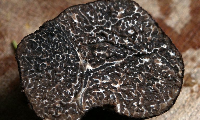 8 Common Household Ingredients That Contain Cannabinoids