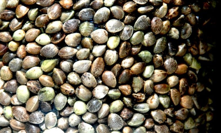 Mitch McConnell Is On Board With Descheduling Hemp