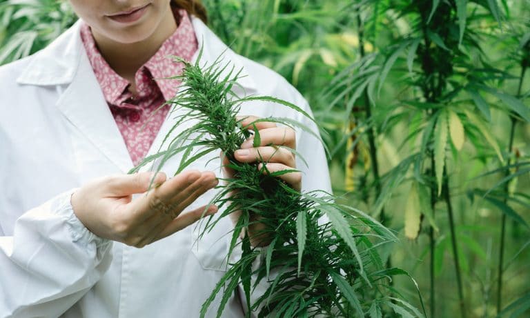 Bi-Partisan Senatorial Support Emerges For Medical Cannabis Research