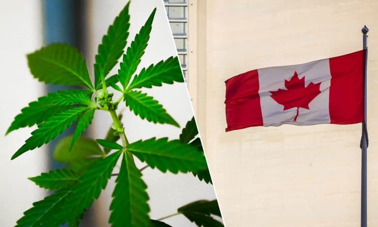 Study: Just How Much Marijuana Are Canadians Using?