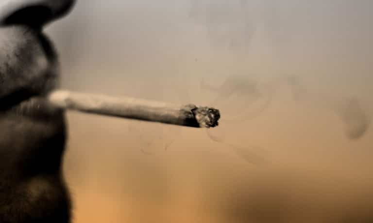 Cannabis Use On The Rise, But Not Because Of Legalization