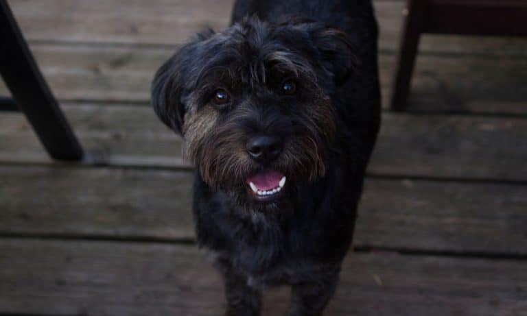 Chicken Beer And Ice Cream Are On The Menu At This Dog Bar In Croatia