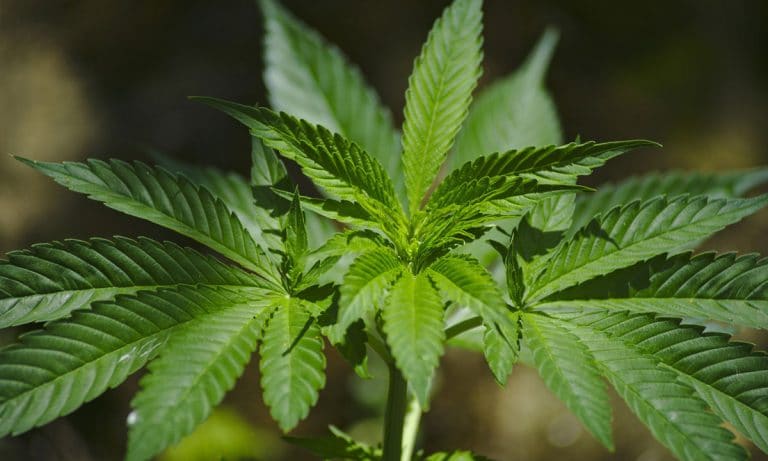 Marijuana’s Delta 3 Carene: The Terpene With Tons Of Medical Benefits