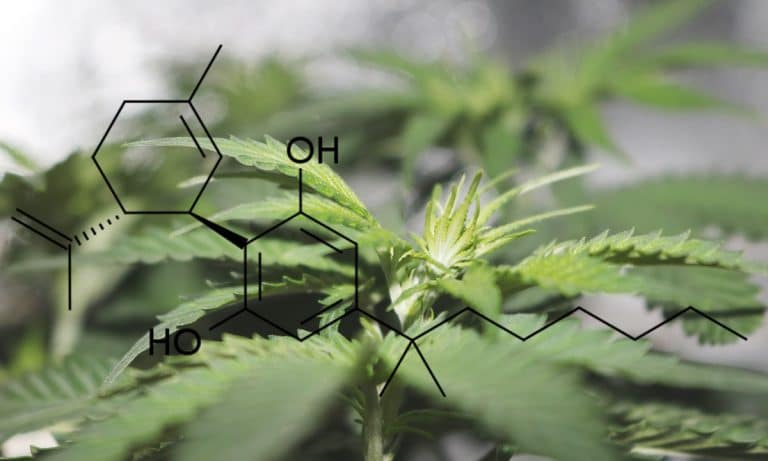 Why Approval Of Cannabis-Based Epilepsy Drug May Not Be A Win