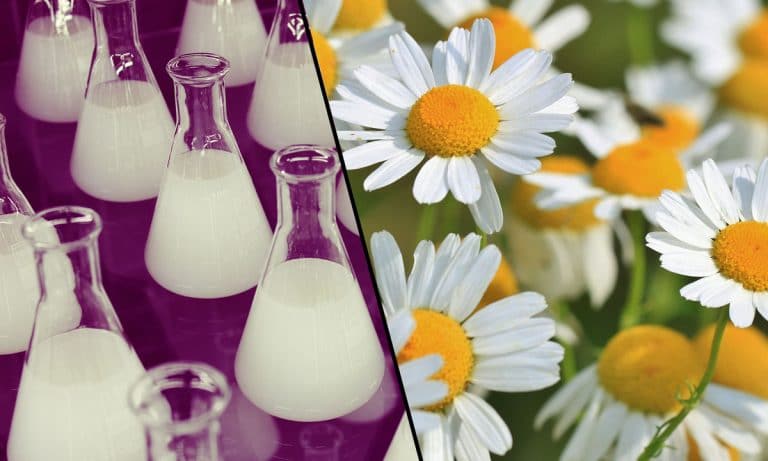 You Can Major In Marijuana At This American University