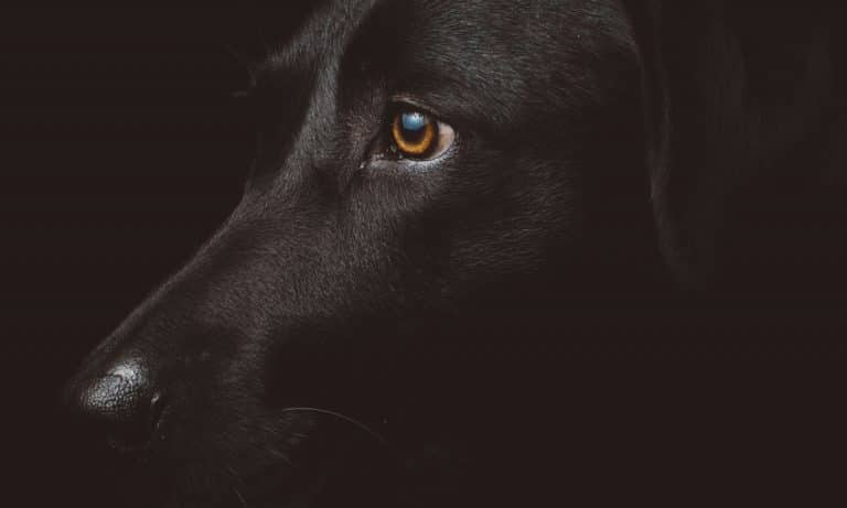 This Adorable Dog Exchanges Money For Treats