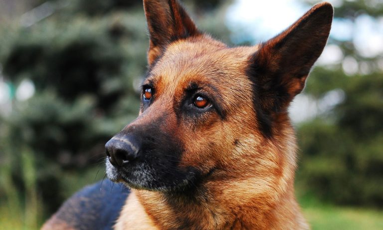WATCH: This Dog Stealing An Empanada On Live TV Is Everyone’s Hero