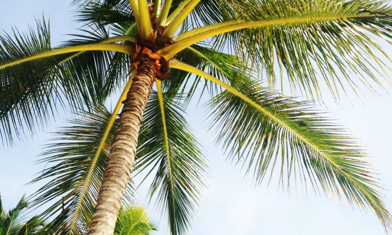 This Guy May Run For Florida Governor On Pro-Marijuana Platform