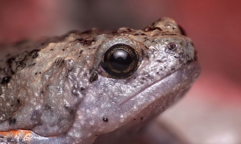 Woman Finds Frog In Packaged Salad, Keeps It As Pet