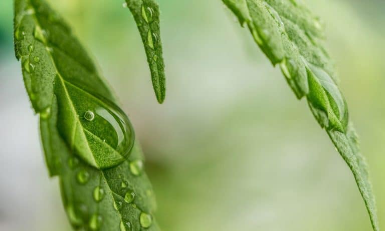 4 Areas Where Cannabis Proves It’s Great Preventative Medicine