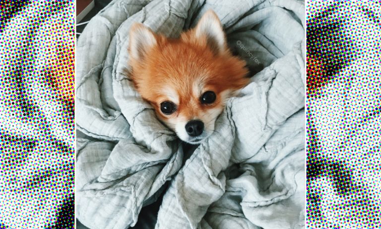 9 Adorable Dogs That Have A Better Instagram Account Than You