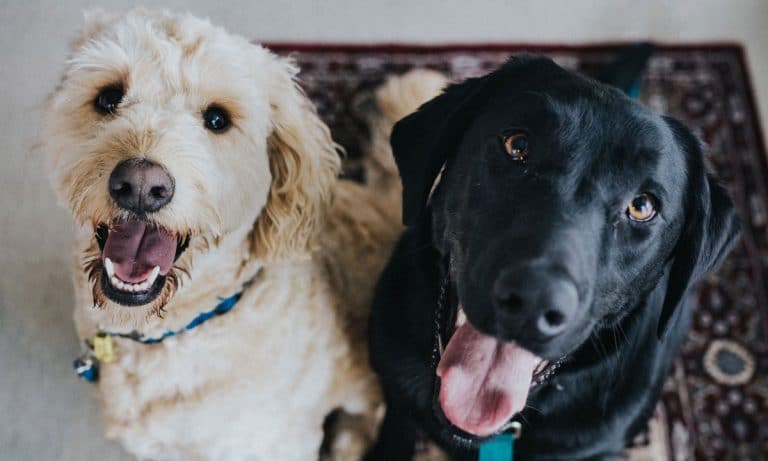 California Veterinarian Wants Medical Marijuana For Pets