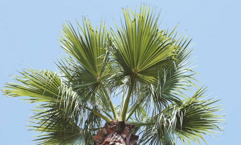 California’s Third Largest County Bans Legal Marijuana