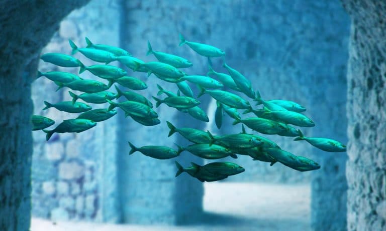 Scientists Wanted To Know What Happens When Fish Get High