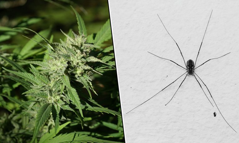 Medical Cannabis Can Help Mitigate Phobia Symptoms