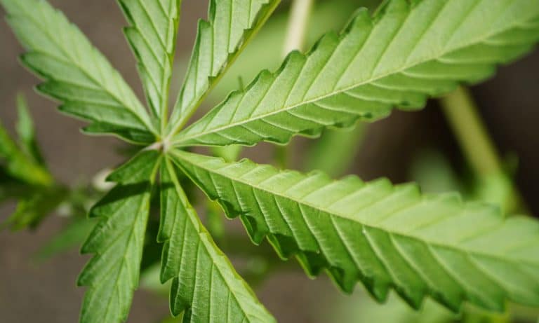 Cannabis Consumption: Demographic Reports For October 2017