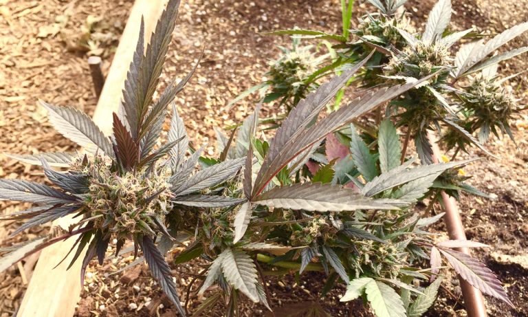 I Went To A Cannabis Farm For The First Time: Here’s What Happened