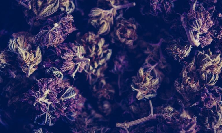 Demand For Legal Marijuana Everything On The Rise