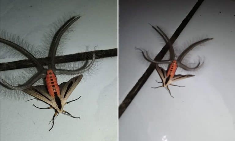 Everyone Wants To Know Why This Video Of A Moth’s Butt Is Going Viral