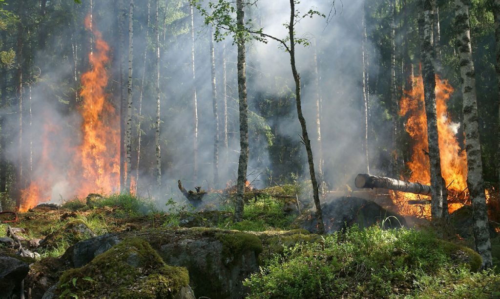 Forest Fires Ruin Wine