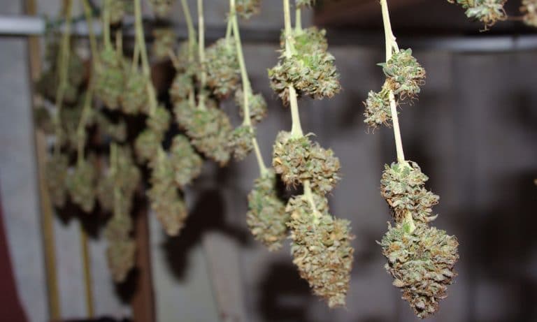 How To Use Every Part Of The Cannabis Plant This Harvest Season