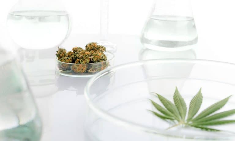 Jeff Sessions Would Like To See More MMJ Growers For Research