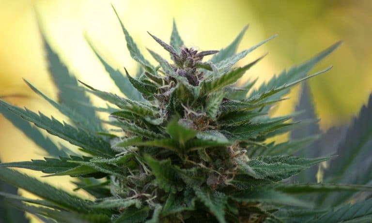 Joe Rogan Admits He May Have Developed A ‘Dependency’ On Marijuana