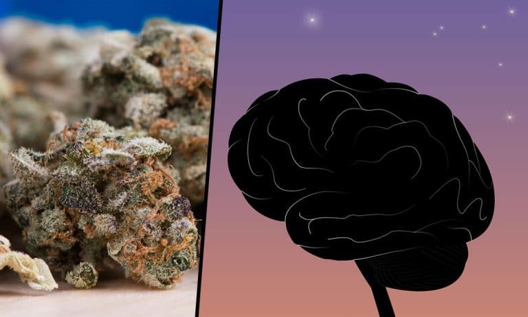 Marijuana Makes Your Brain More Plasticy And That’s A Good Thing