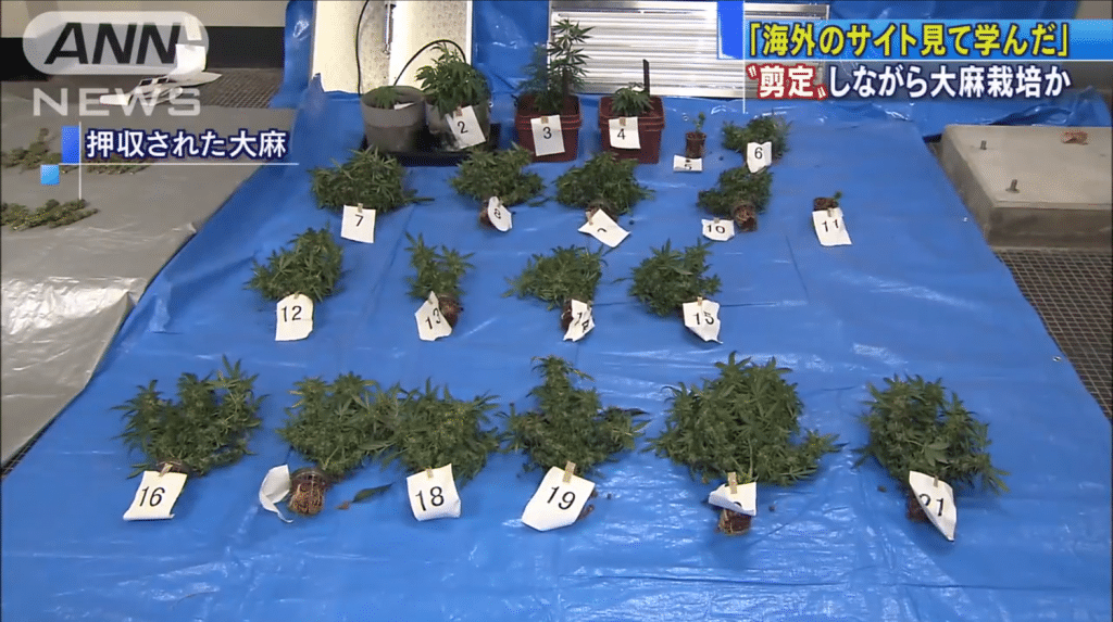 Meet The Japanese Man Who Disguised Marijuana As Bonsai Trees