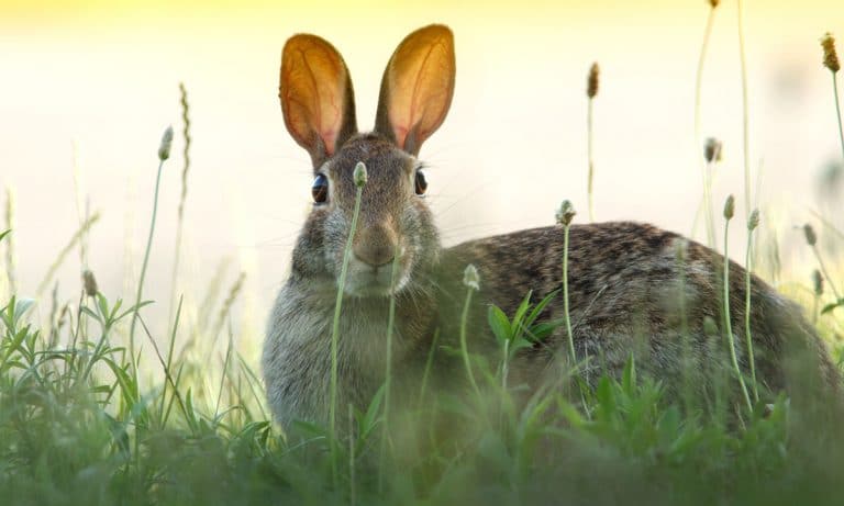 Stop What You’re Doing And Take A Look At The World’s Heaviest Carrot
