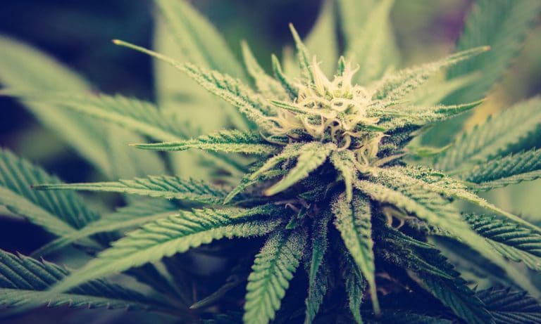 The Magnificent Scent Of Cannabis Explained Through Science