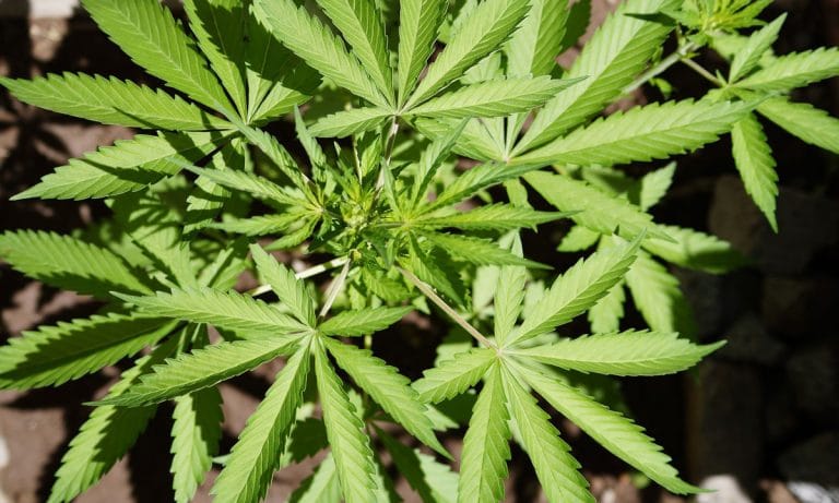 There Is Now Proof That Cannabis Is Saving Lives In Colorado