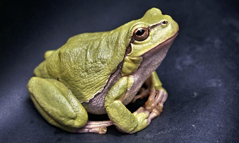 Licking Psychedelic Toads Is A Rite In This Religion