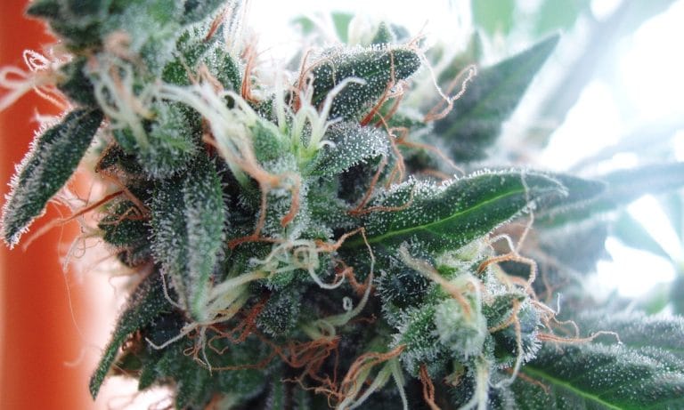 Get The Skunk Out: 4 Ways To Eliminate Marijuana’s Scent